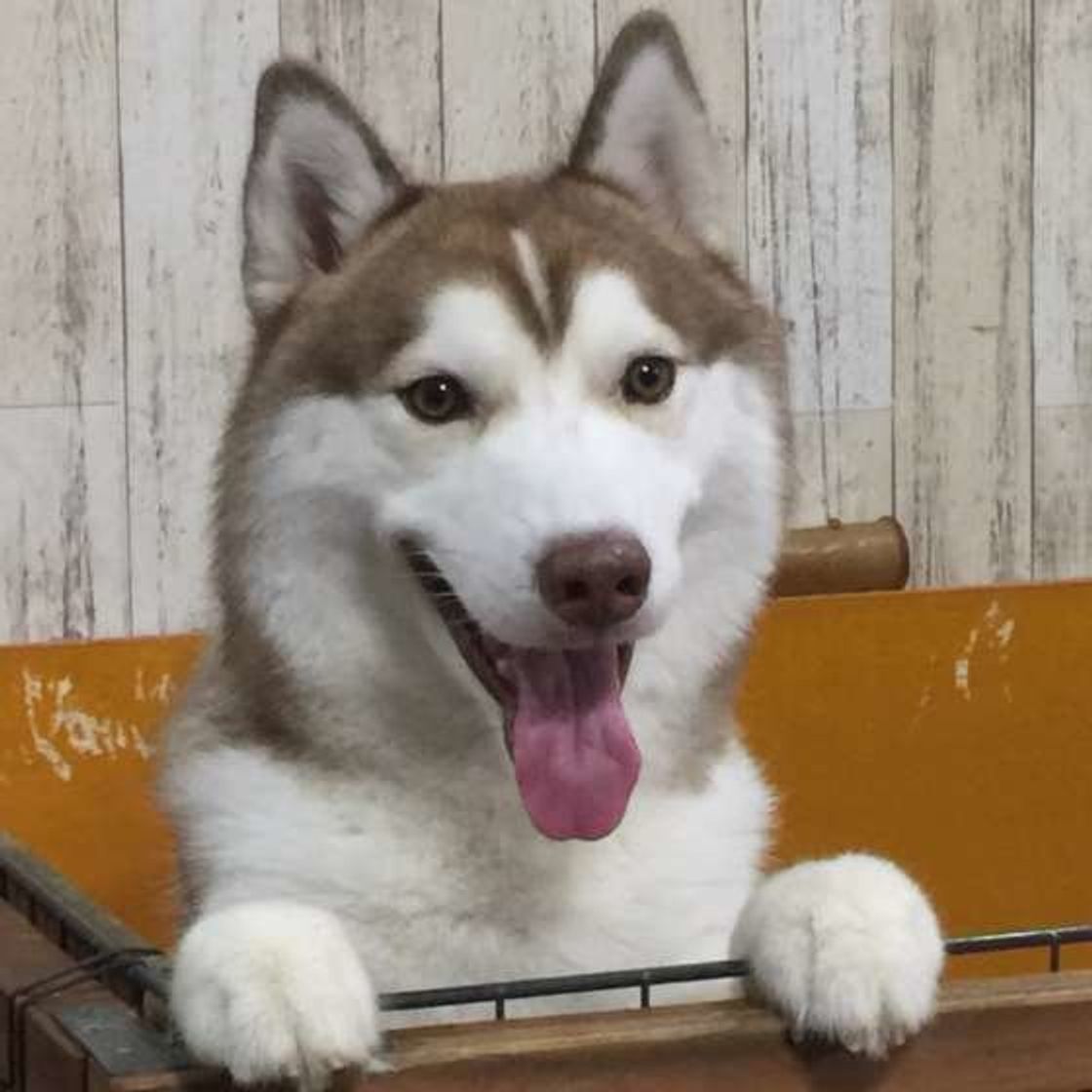 シニア犬に多い 甲状腺機能低下症 の多様な症状 いぬのきもちweb Magazine シニア犬に多い 甲状腺機能低下症 の多様な症状 いぬのきもちweb Magazine