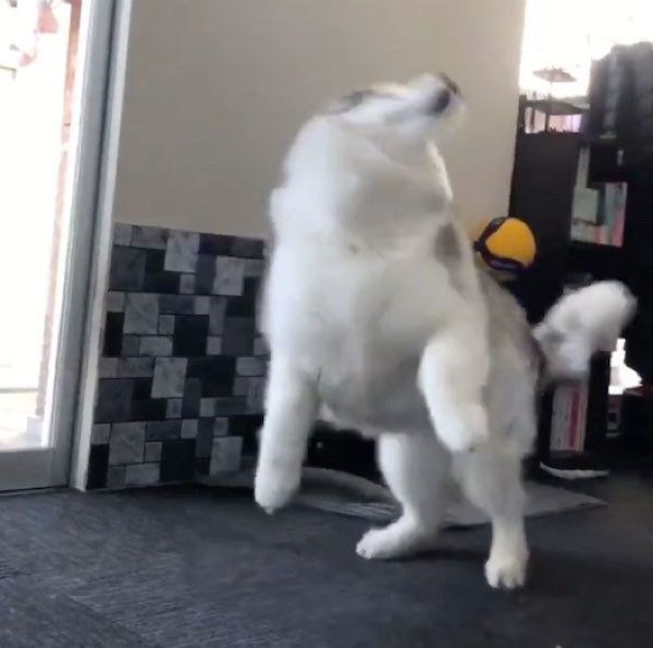 驚くフィスくん