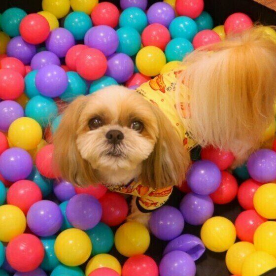 シー・ズーのポチャッコくん