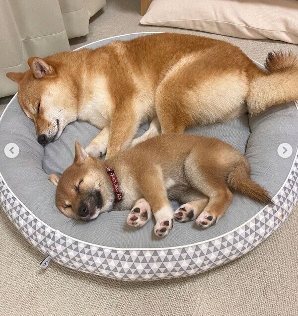 初めて一緒のベッドで添い寝をしたときのはなちゃん、まるちゃん