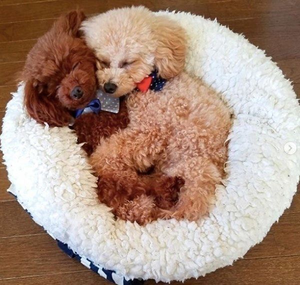 仲良しなトイ・プードル姉妹