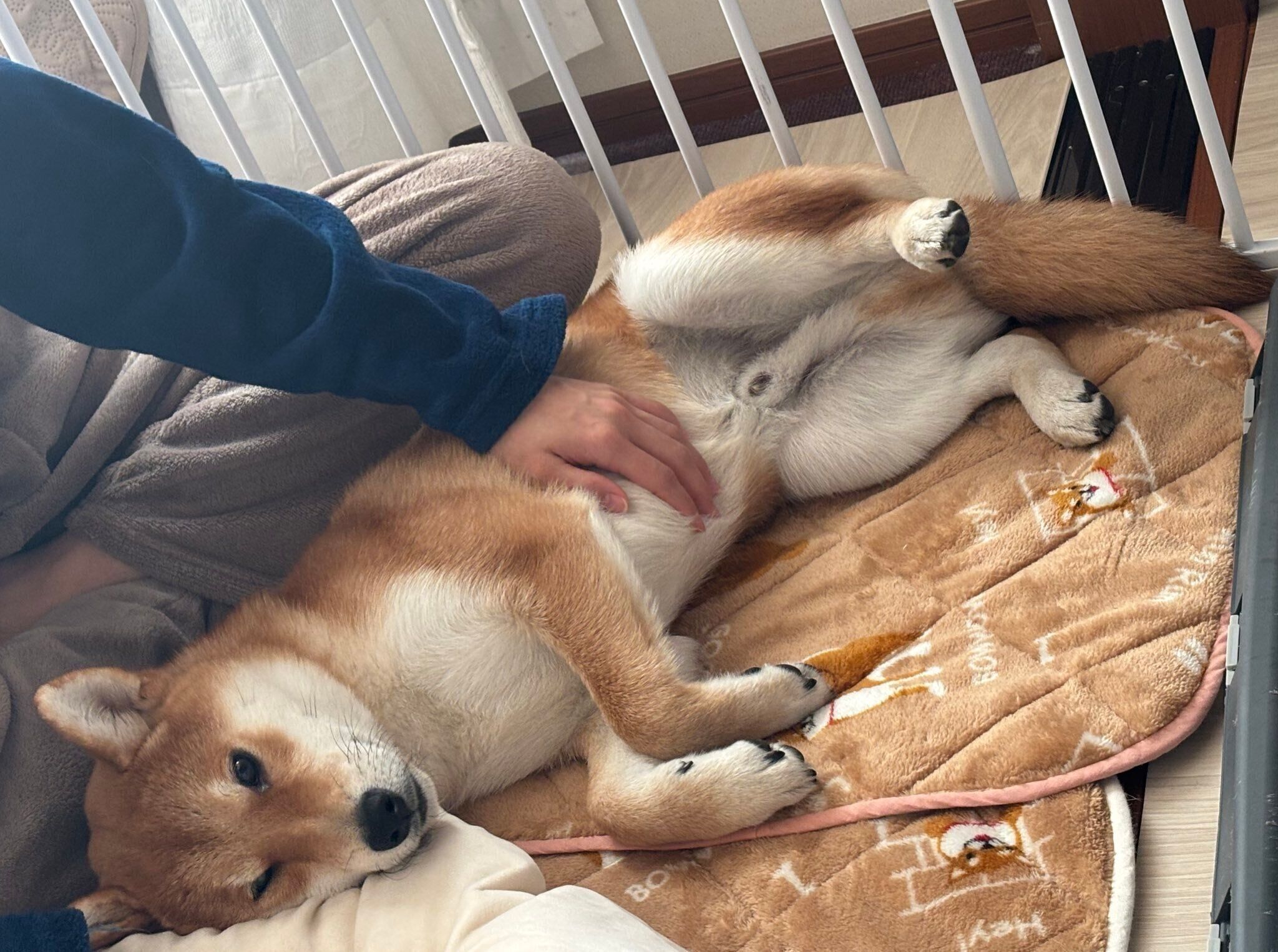 生後6カ月頃の柴犬