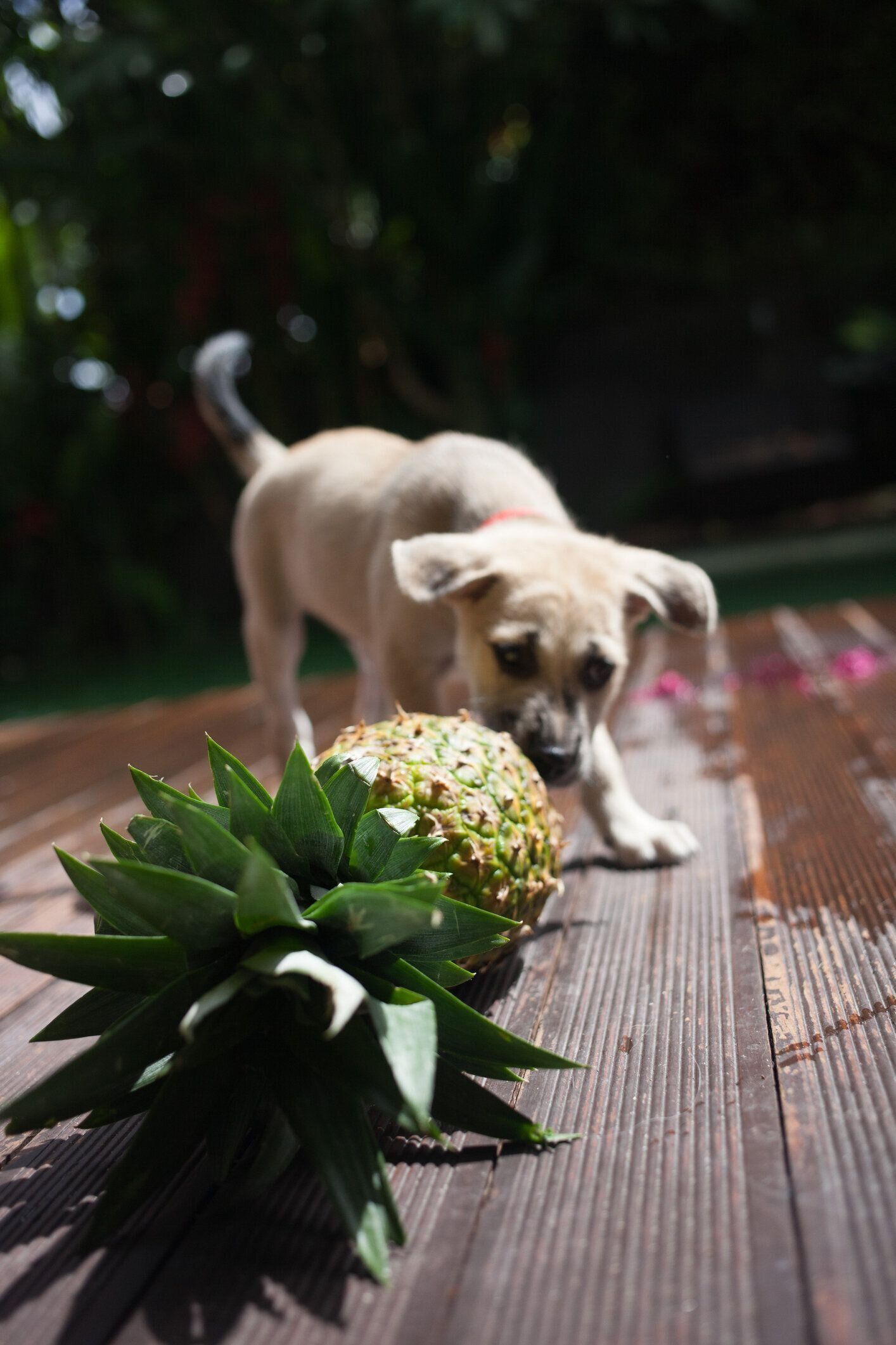 獣医師監修 犬にパイナップルを与えるときは注意が必要 与えるメリットとデメリットを解説 いぬのきもちweb Magazine