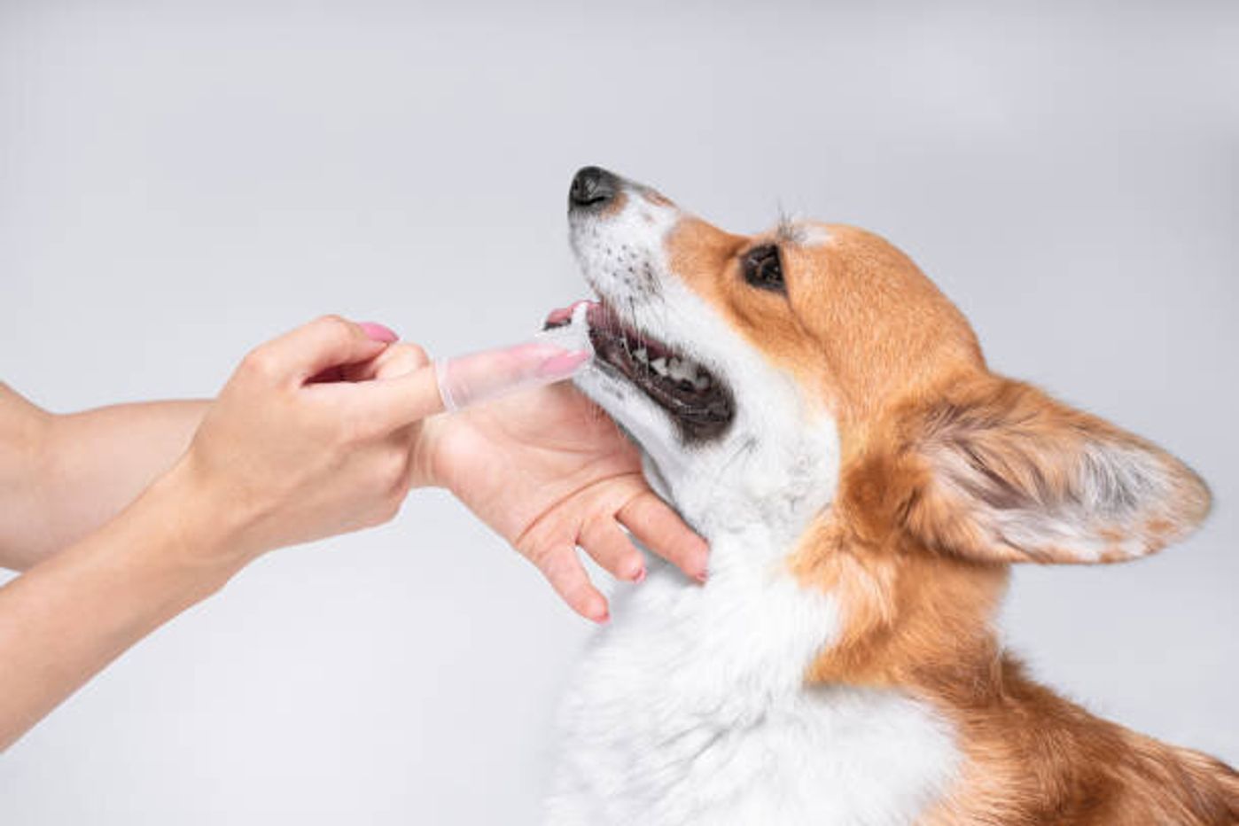 獣医師監修 犬の口臭 病気の場合の臭いと人気のデンタルケアグッズ いぬのきもちweb Magazine 獣医師監修 犬の口臭 病気の場合の臭いと人気のデンタルケアグッズ いぬのきもちweb Magazine