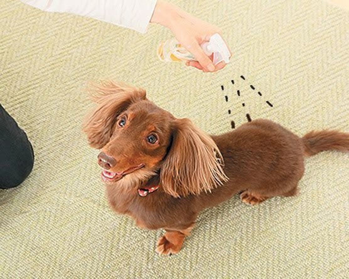冬の犬の散歩 静電気防止 汚れ落としブラッシング法 いぬのきもちweb Magazine 冬の犬の散歩 静電気防止 汚れ落としブラッシング法 いぬのきもちweb Magazine