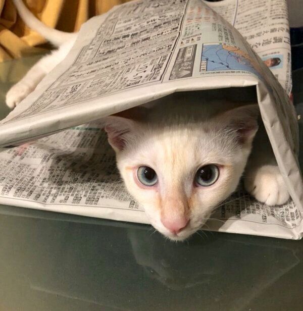 新聞紙の中でくつろぐトロくん