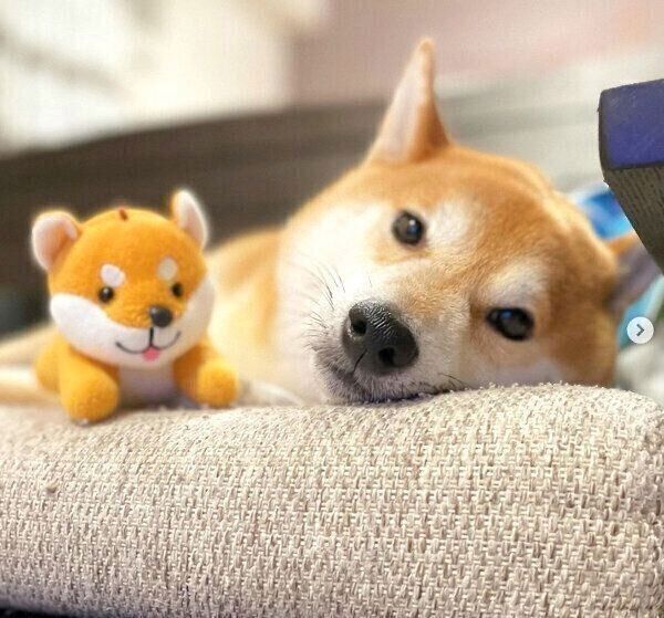 くつろぐこたろうくん