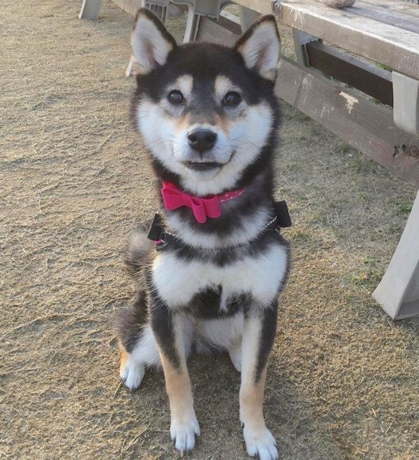 豆柴の小夏ちゃん