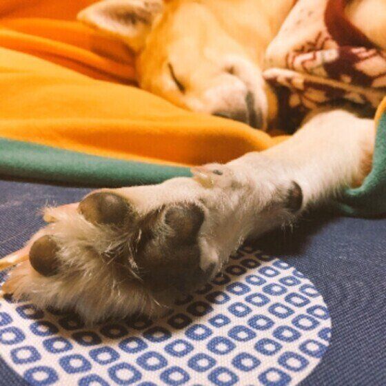 MIXのはなちゃん