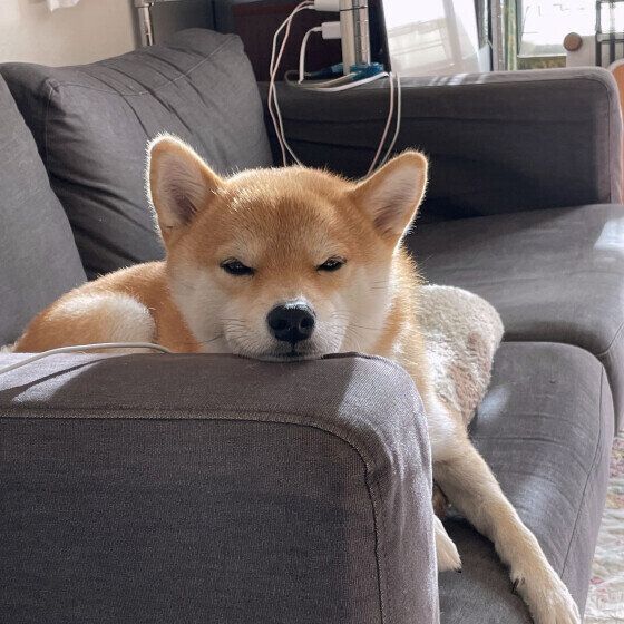 ゴミ箱をあさる犬
