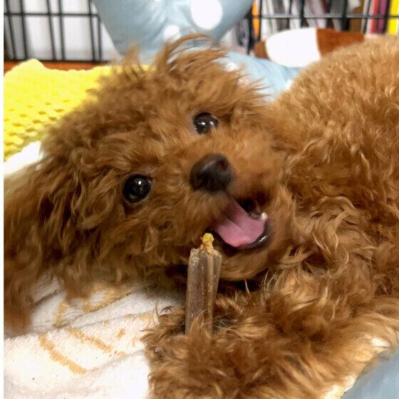 歯磨きのおやつをガジガジ