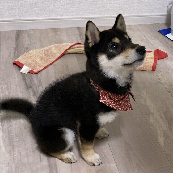 ウルウル目でおやつを待つ柴犬