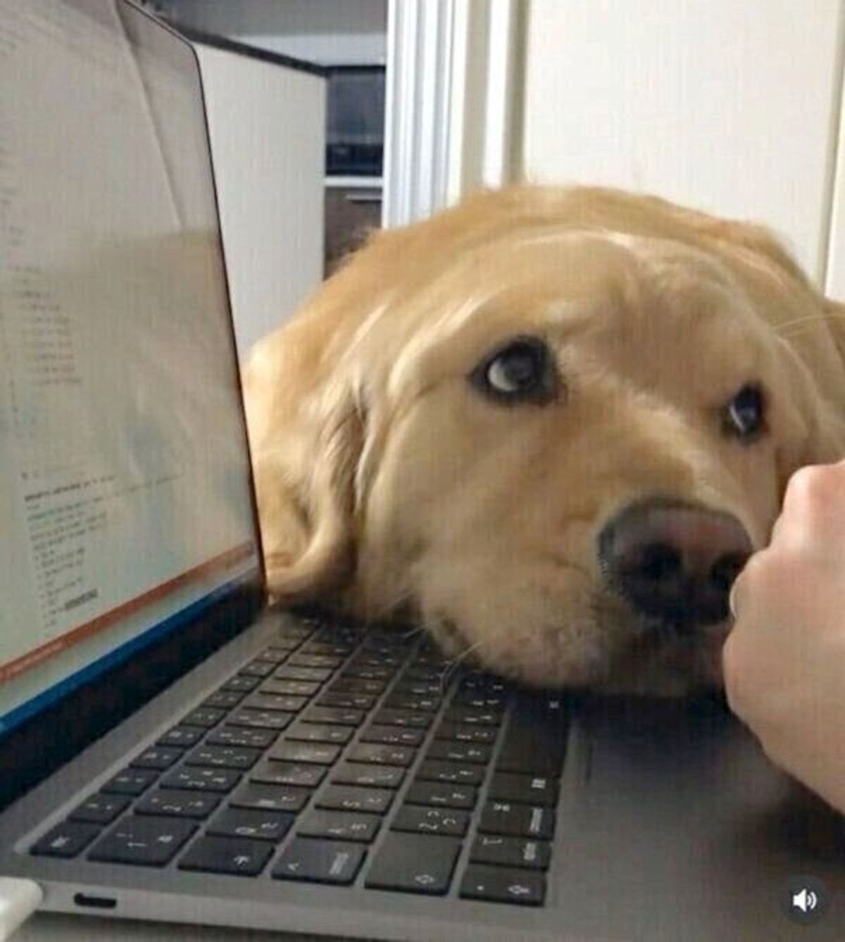 いろんな方法で飼い主さんの邪魔をしちゃう 甘えん坊な犬の行動に 可愛い が止まらない いぬのきもちweb Magazine いろんな方法で飼い主さんの邪魔をしちゃう 甘えん坊な犬の行動に 可愛い が止まらない いぬのきもちweb Magazine