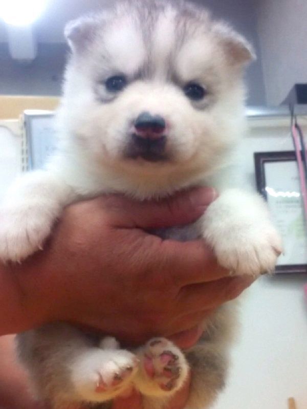 子犬時代のシルビアちゃん