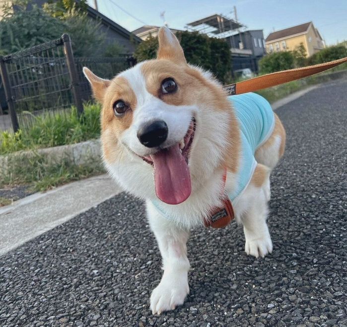 散歩をするルコスくん