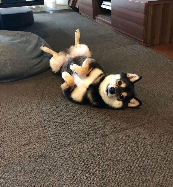 ヘソ天するコメ助くん