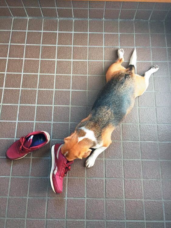 ビーグル・ジオンちゃん・ぺたんこ