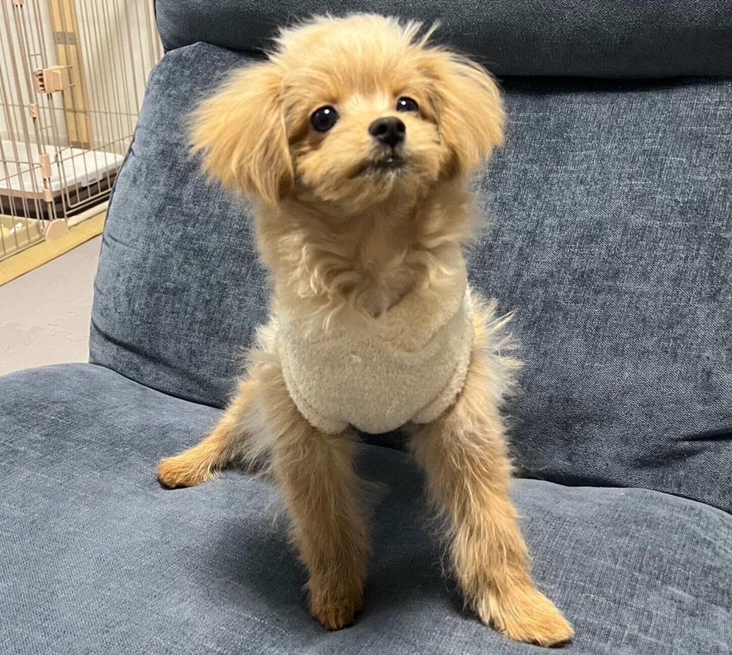 子犬時代のおこめちゃん