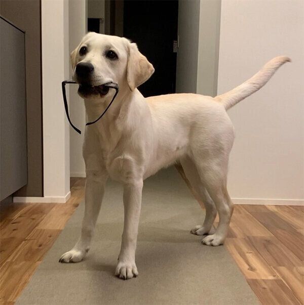 メガネをくわえる、れもんちゃん