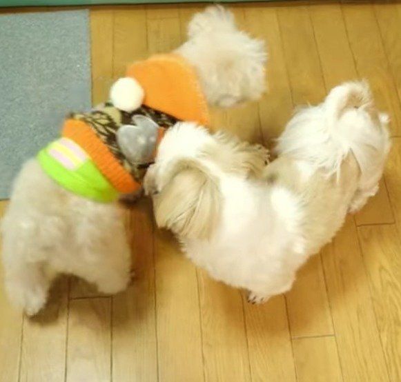 プリンちゃんとえいとくん