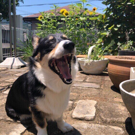 コーギーのたびちゃん