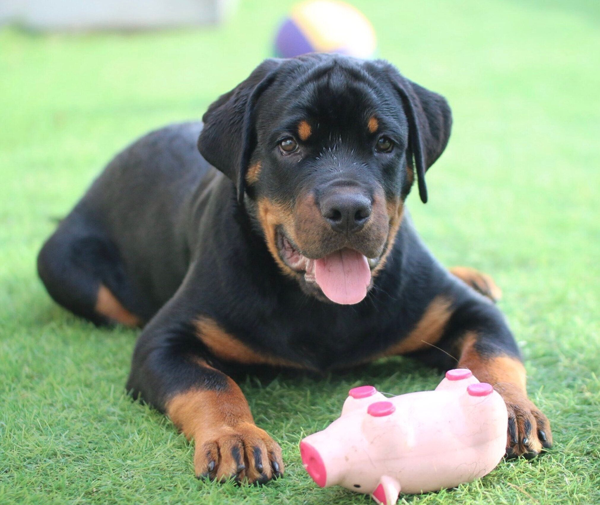 生後4カ月のころに撮影したタイカンくん。