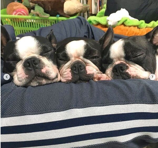 仲良く眠るホープくん、エールちゃん、ボニーちゃん