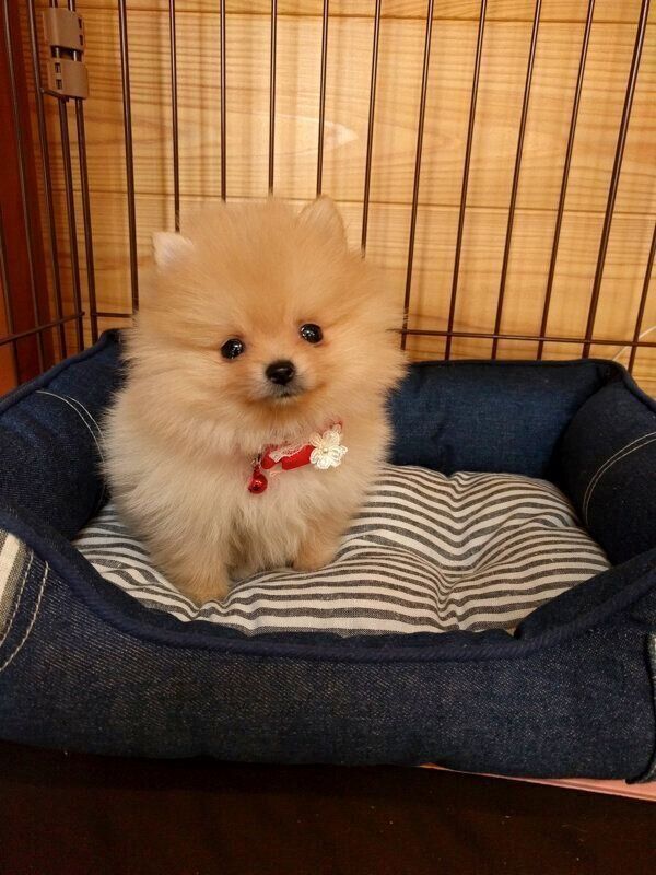 子犬時代のぽぽちゃん