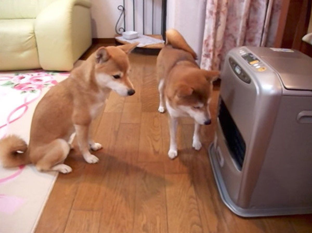 犬動画 寒いね ファンヒーターの前でスタンバイする柴犬がかわいい いぬのきもちweb Magazine 犬動画 寒いね ファンヒーターの前でスタンバイする柴犬がかわいい いぬのきもちweb Magazine