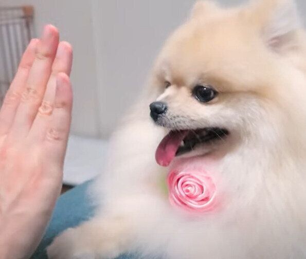 タッチの練習をするモチちゃん