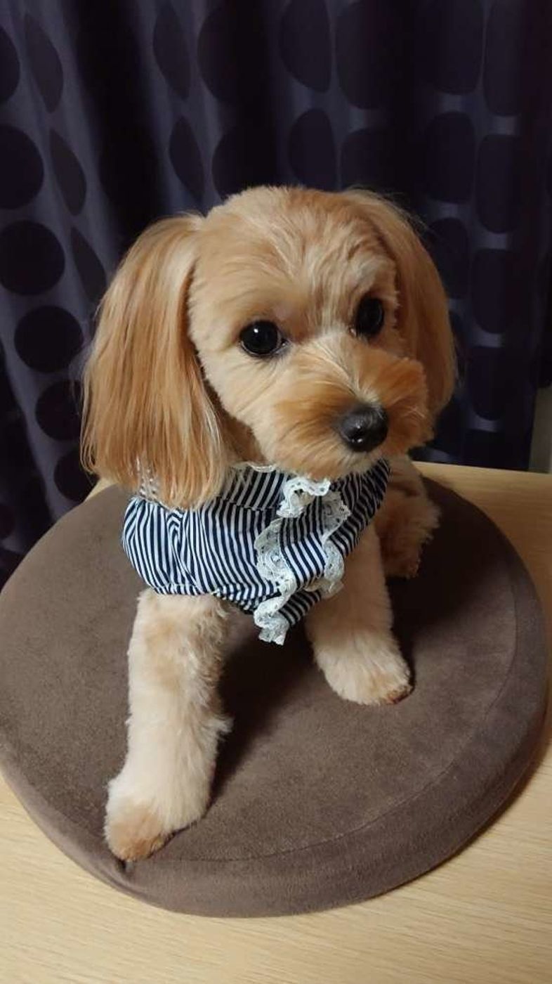 小型犬のサイズ基準とは 小型犬用のトイレ ケージ 洋服のサイズもご紹介 いぬのきもちweb Magazine 小型犬のサイズ基準とは 小型犬用のトイレ ケージ 洋服のサイズもご紹介 いぬのきもちweb Magazine