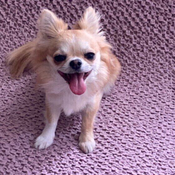 チワワのちょこちゃん