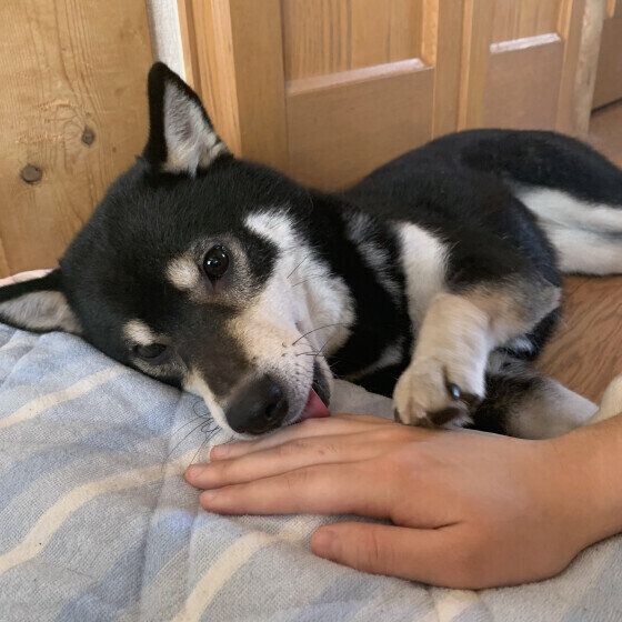 犬が人の手をペロペロなめる理由と注意点 手をなめるクセをやめさせる方法も いぬのきもち
