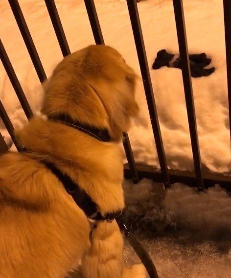 手袋が気になる犬