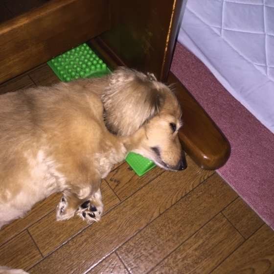 ダックスフンドのナナちゃん