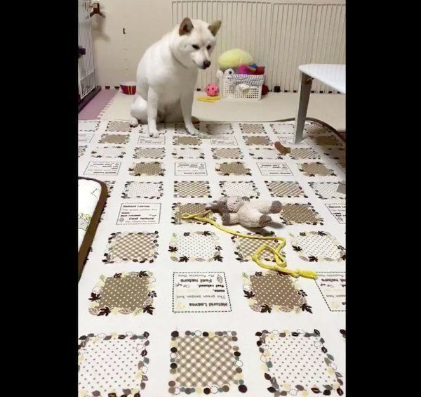 飼い主さんと独特な距離感を保つはるちゃん