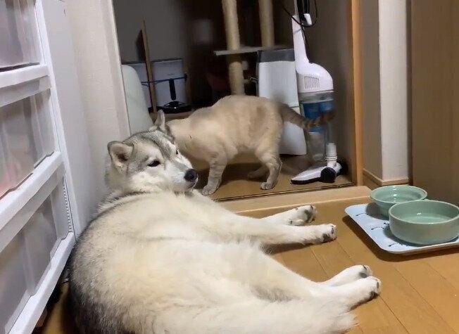 猫パンチで目覚めるユキちゃん