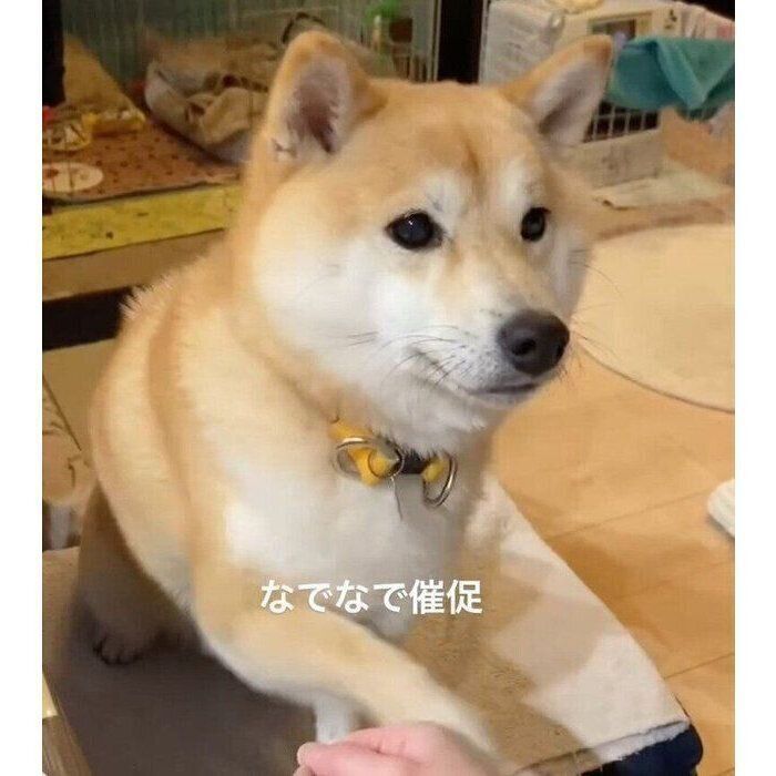 ナデナデを催促するこむぎちゃん