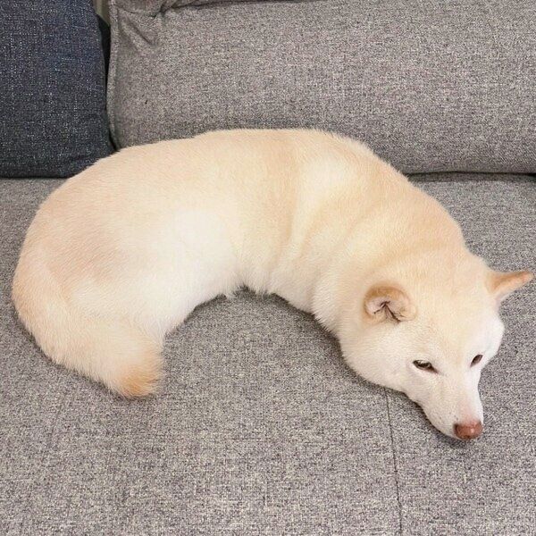 ソファの上でシュールな姿で眠るゆきちゃん