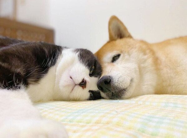 仲良しな犬のうららちゃん、猫のからしちゃん