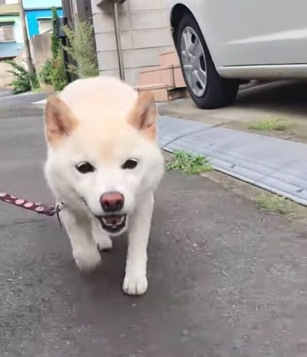 猫ちゃん発見し、ソロリソロリと近づくココちゃん
