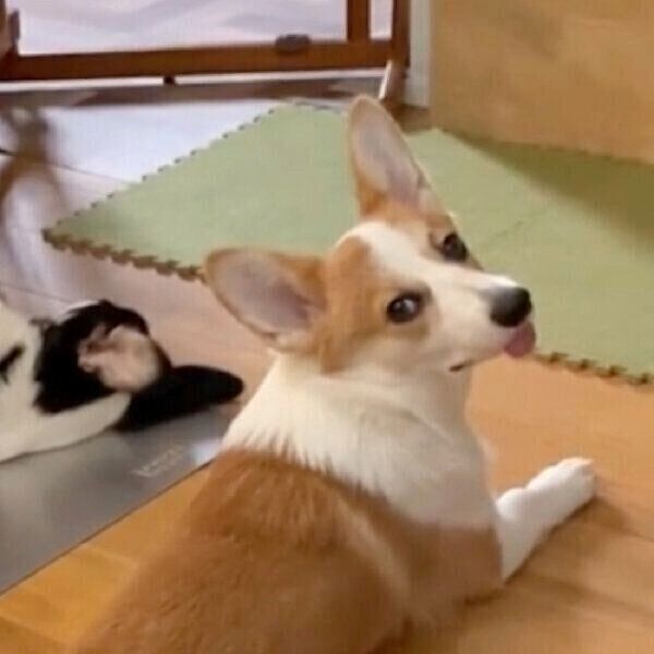 ミンディちゃんとトラヴィスちゃん