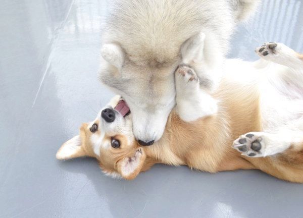 じゃれ合うキャリーちゃんとムギちゃん