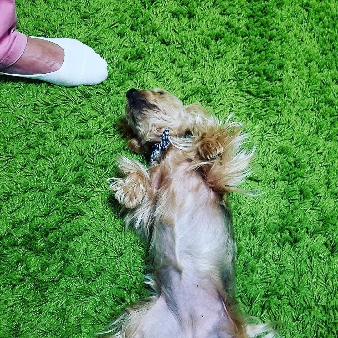 あおむけのヨークシャテリア