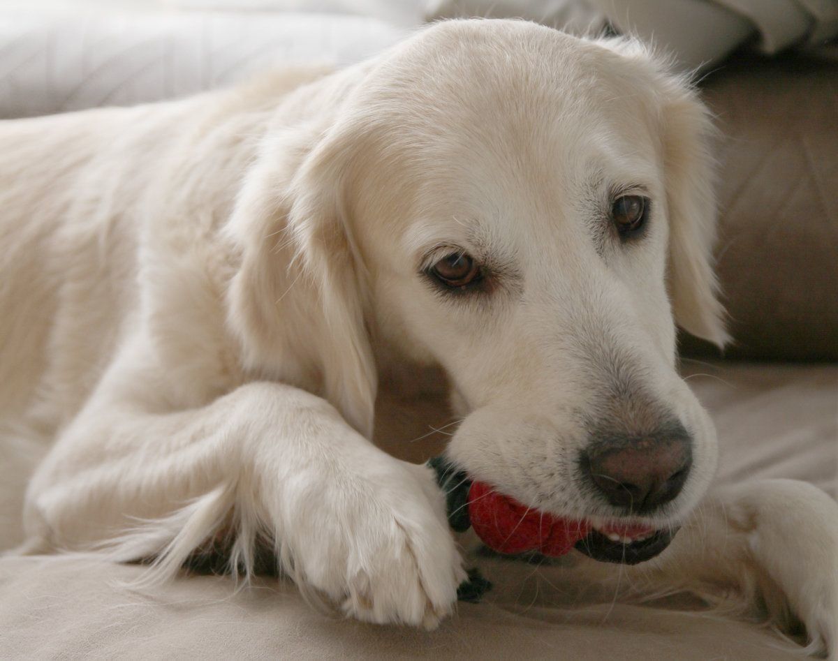 いぬのきもちふろくレポート