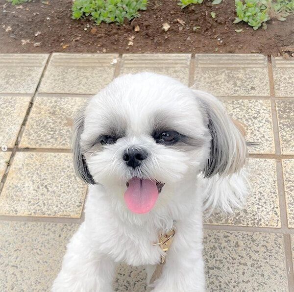 散歩するぽんぷぅちゃん