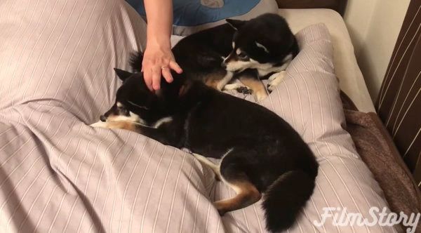 飼い主さんのベッドを占領する柴犬