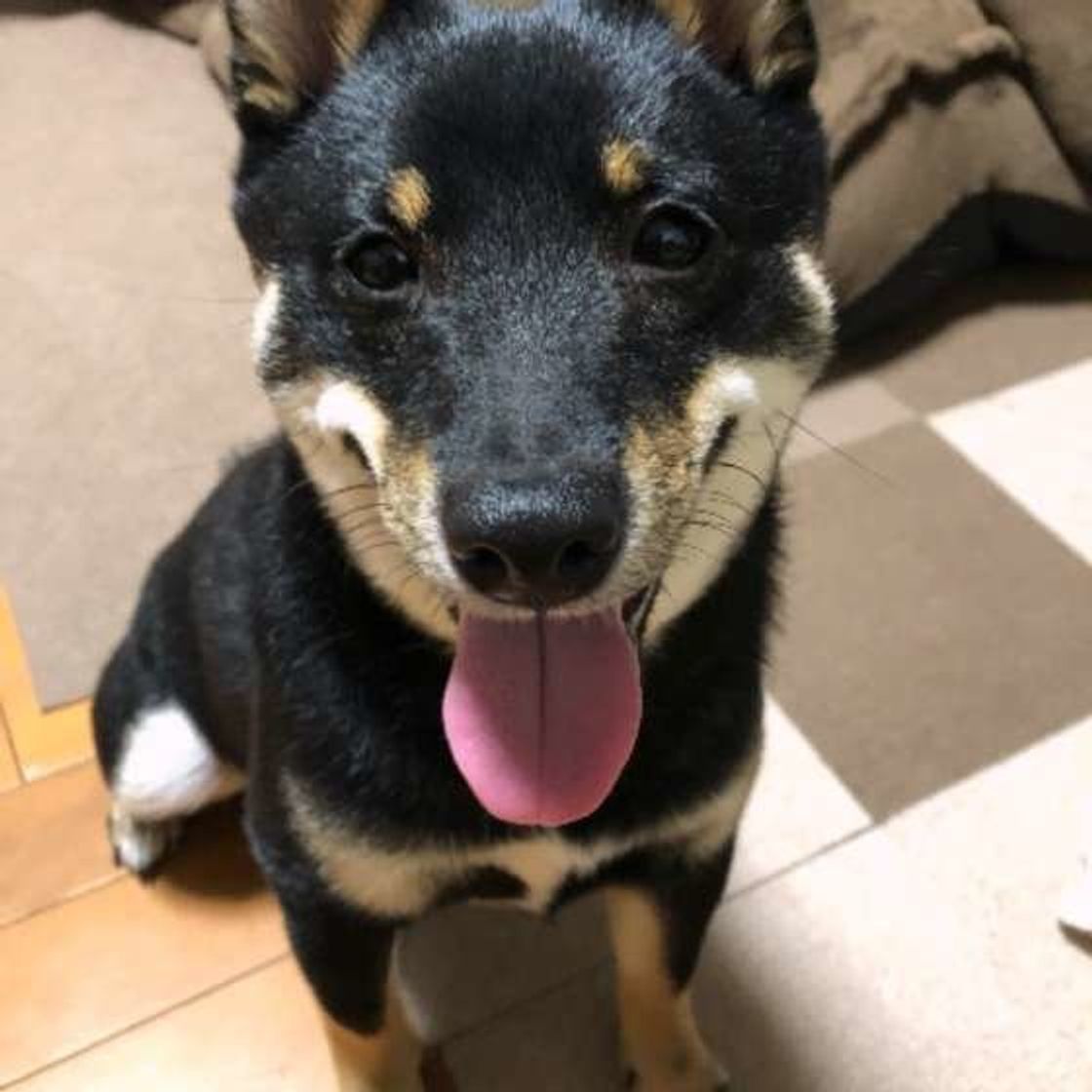 獣医師監修 犬が震えるのは病気の可能性も 震える理由と対策 いぬのきもちweb Magazine 獣医師監修 犬が震えるのは病気の可能性も 震える理由と対策 いぬのきもちweb Magazine