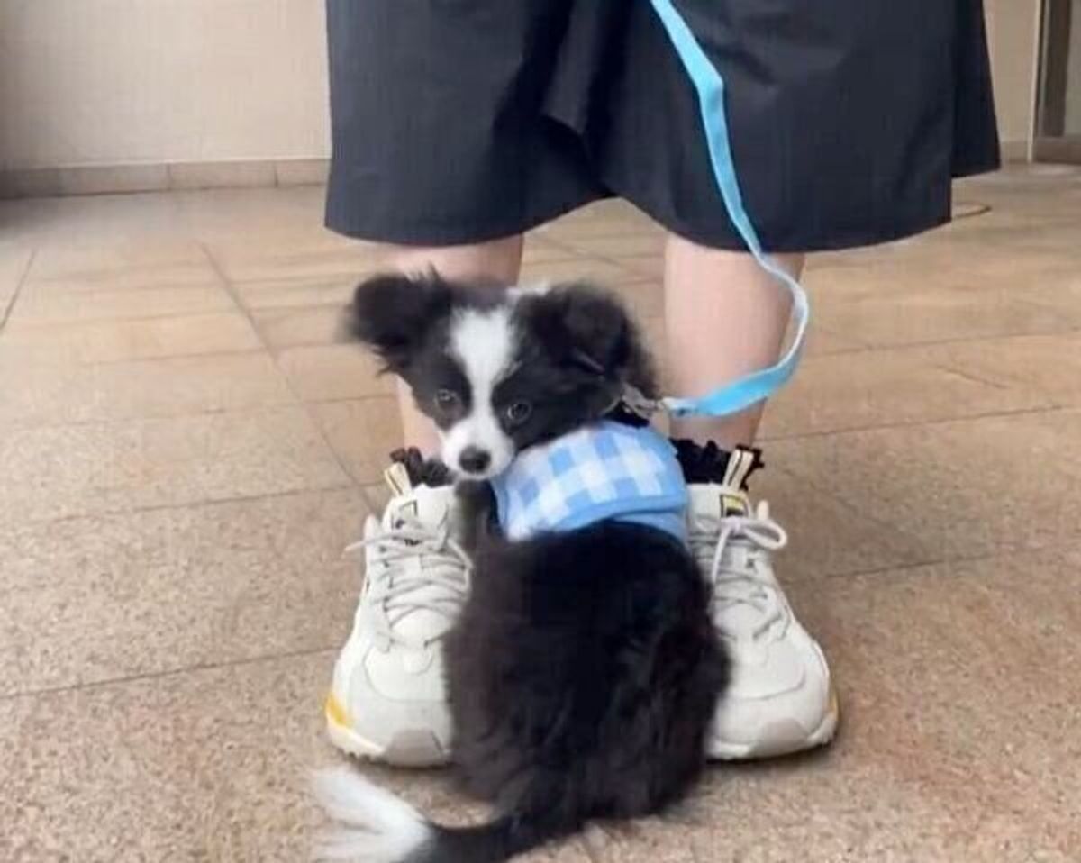 ドキドキ お散歩デビューで初々しい姿を見せていた子犬 1カ月後に見せた 大成長 とは いぬのきもちweb Magazine ドキドキ お散歩デビューで初々しい姿を見せていた子犬 1カ月後に見せた 大成長 とは いぬのきもちweb Magazine