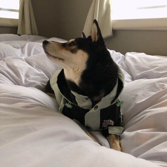 ベッドの上でまったりする柴犬